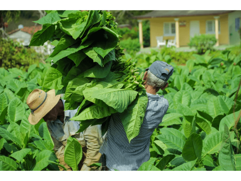 Quá trình thu hoạch thuốc lá